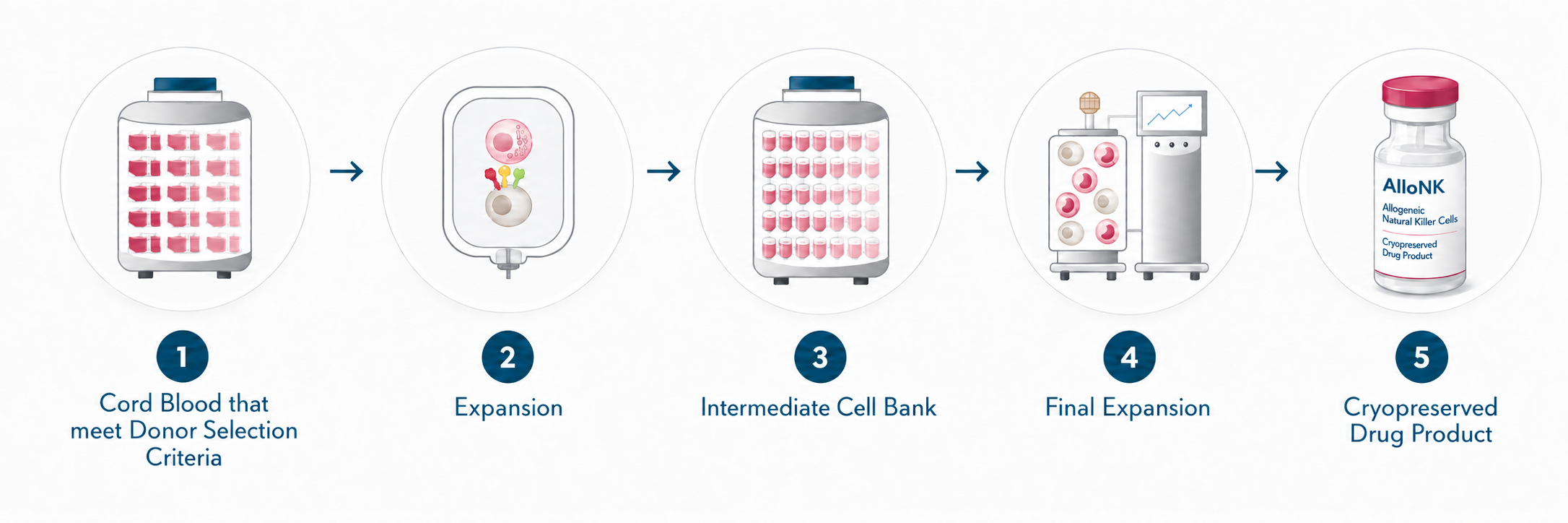 AlloNK manufacturing in five steps: cord blood that meets donor selection criteria, expansion, intermediate cell bank, final expansion and cryopreserved drug product.