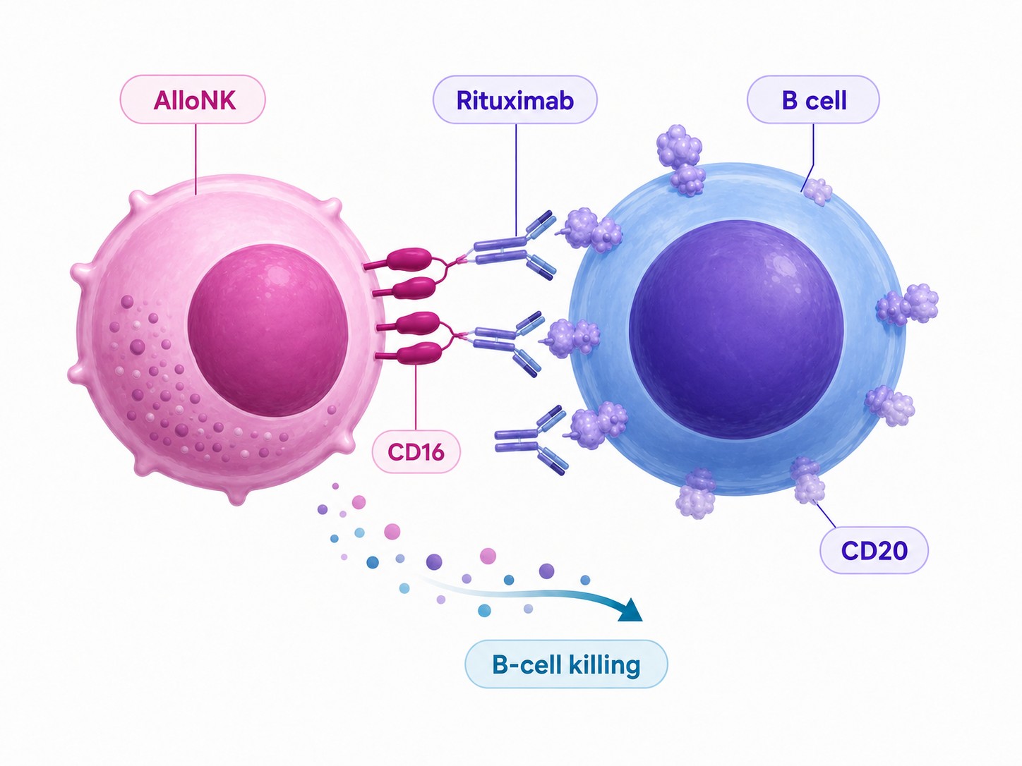 Illustration of AlloNK binding rituximab on a B cell through its CD16 receptor, with rituximab attached to CD20, leading to B-cell killing.