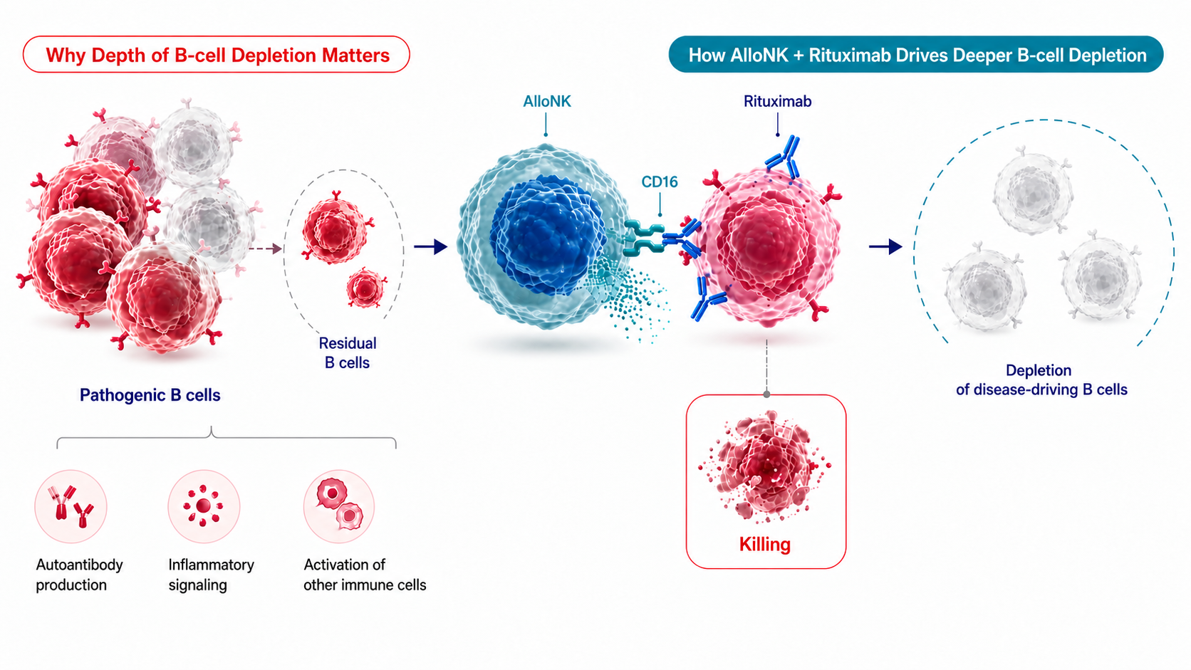 Diagram showing that incomplete depletion leaves residual pathogenic B cells, while AlloNK binds rituximab-coated B cells through CD16 and kills them, driving deeper depletion of disease-driving B cells.